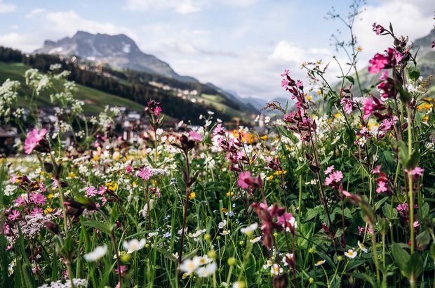 Lech Blumenwiese Blumenwiese in Lech