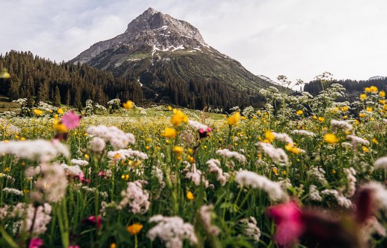 Blumenwiese - Ausblick auf das Omeshorn Bunte Almenwiese mit dem Ausblick auf das Omeshorn.