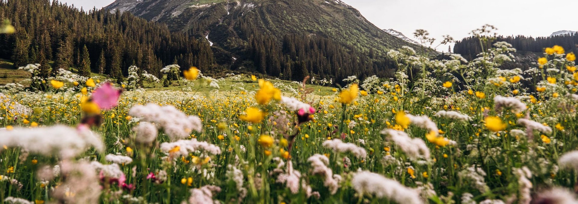 Blumenwiese - Ausblick auf das Omeshorn Bunte Almenwiese mit dem Ausblick auf das Omeshorn.